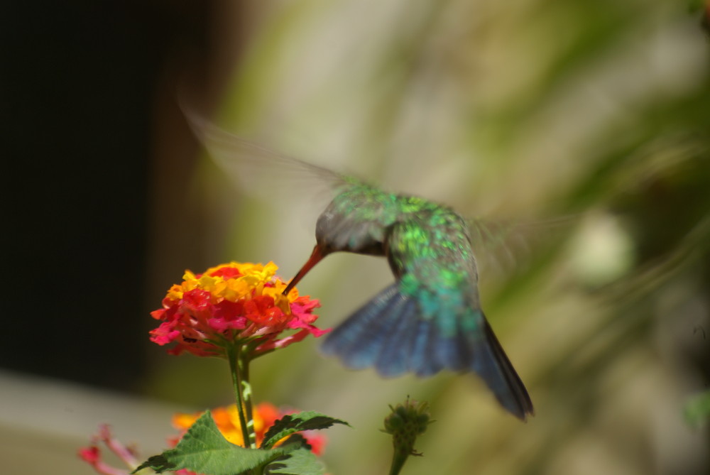 Kolibri im Anflug