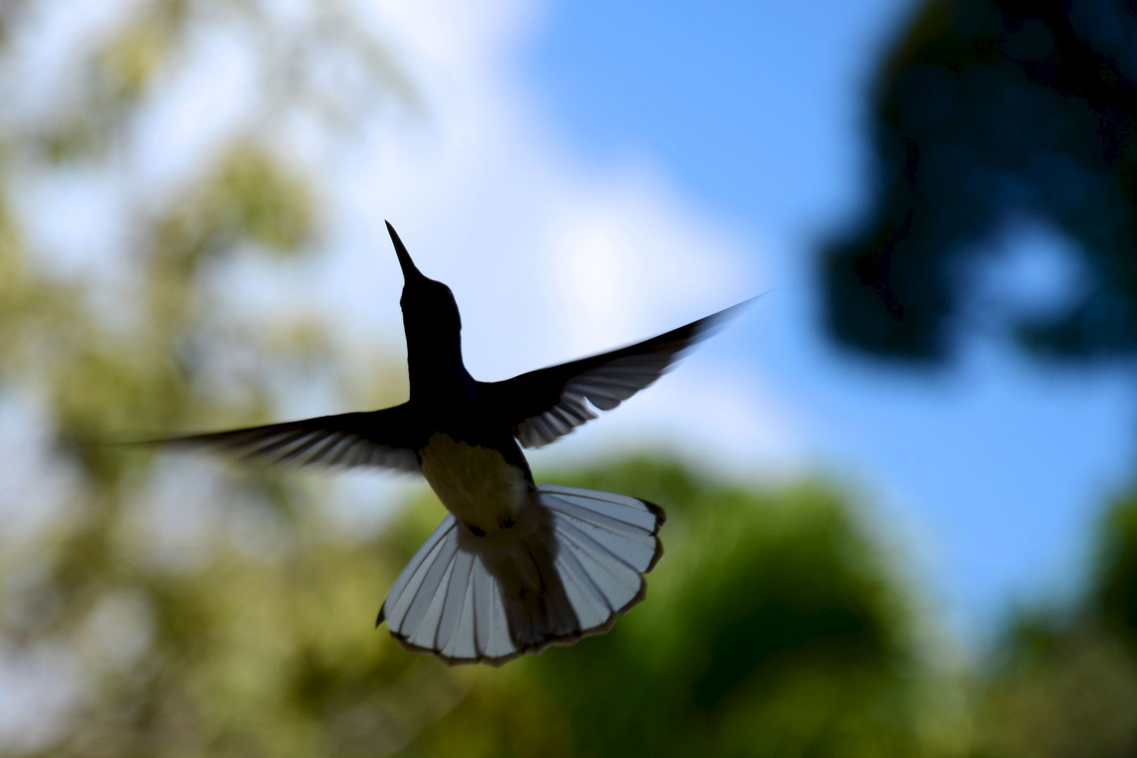 Kolibri im Anflug 2 (SAS/2012)