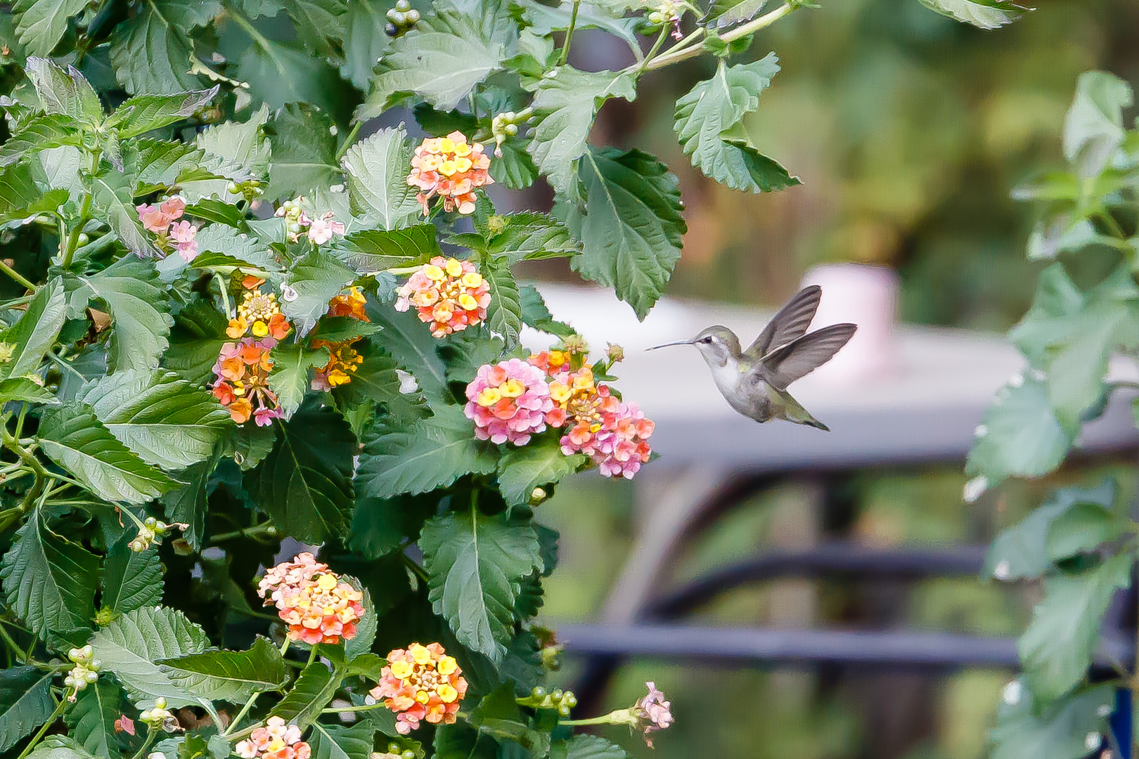 Kolibri im Anflug