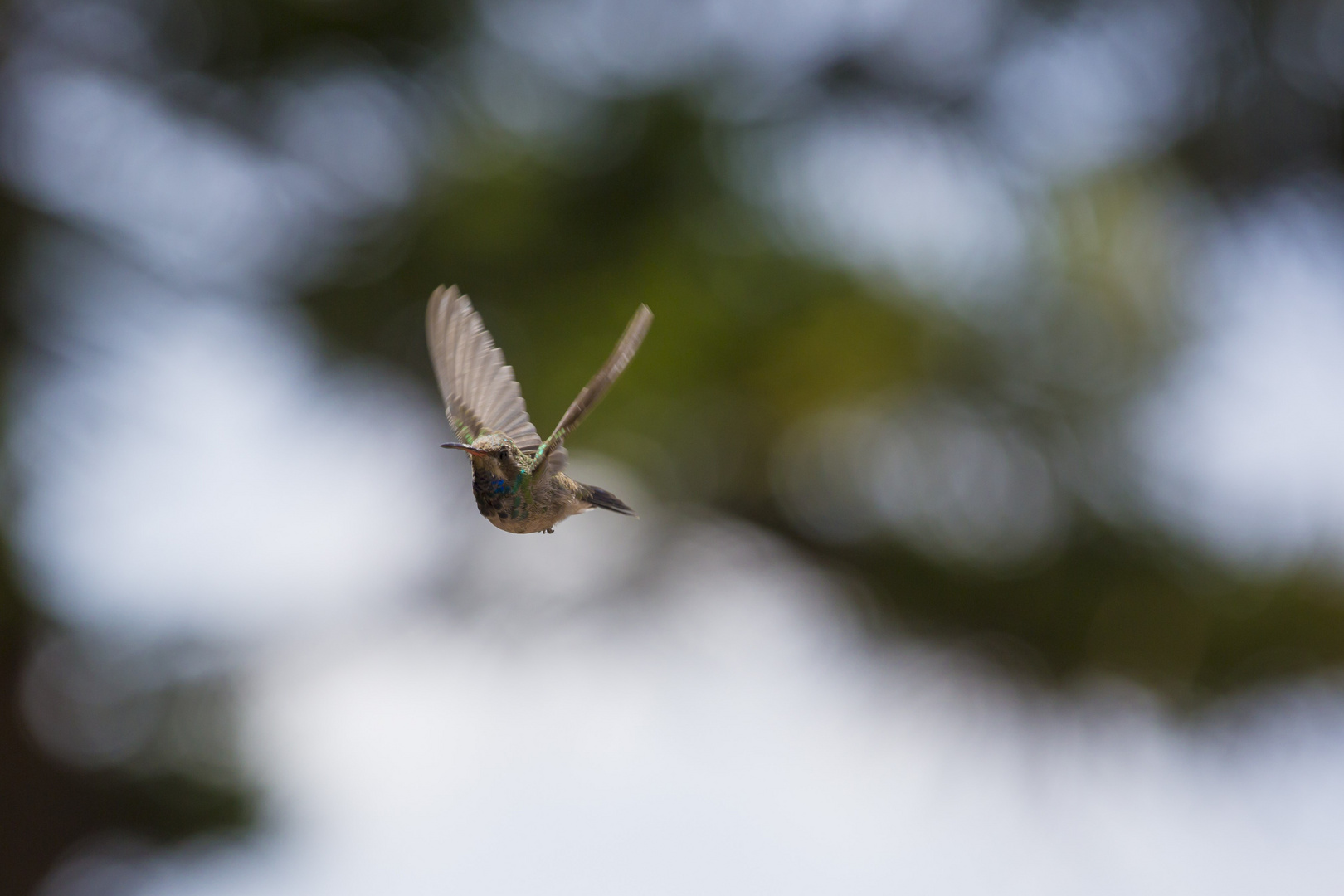 Kolibri im Anflug