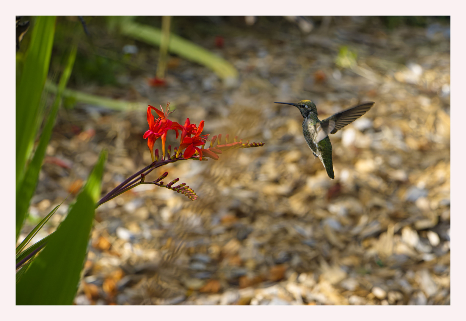 Kolibri im Anflug