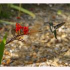 Kolibri im Anflug