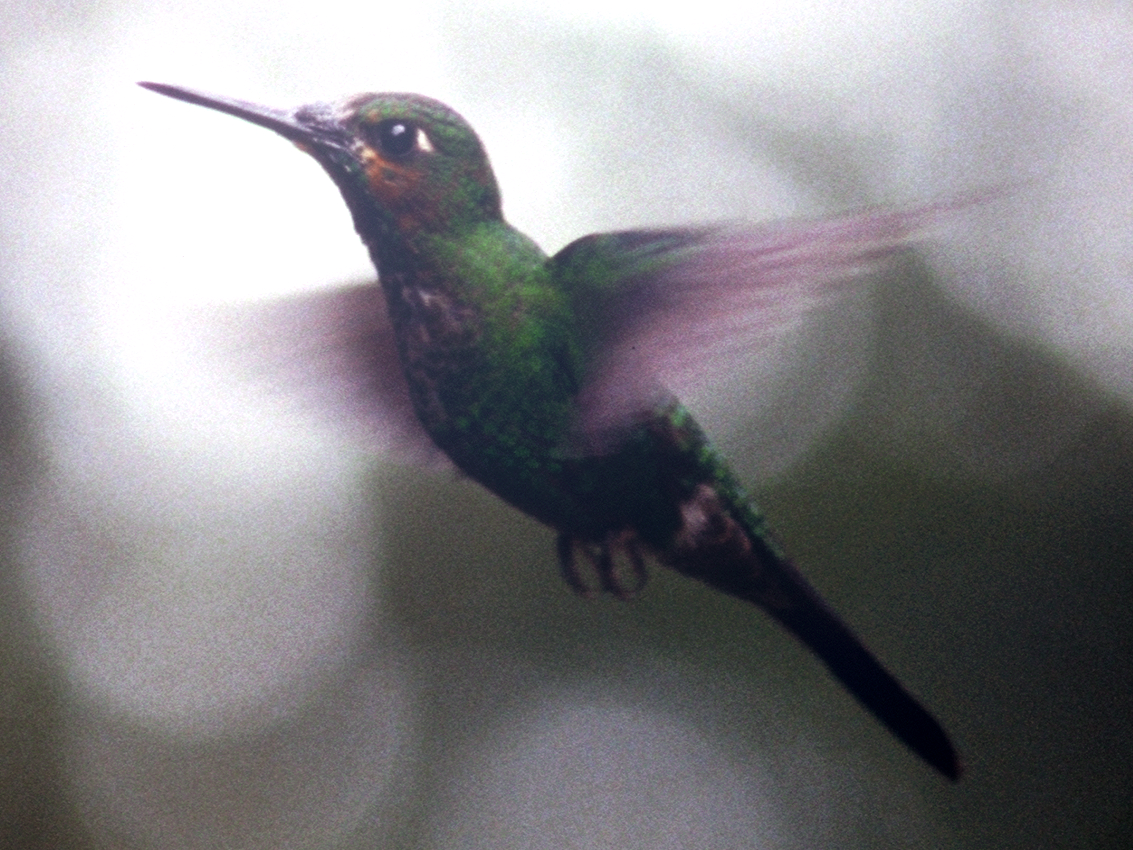 Kolibri im Anflug