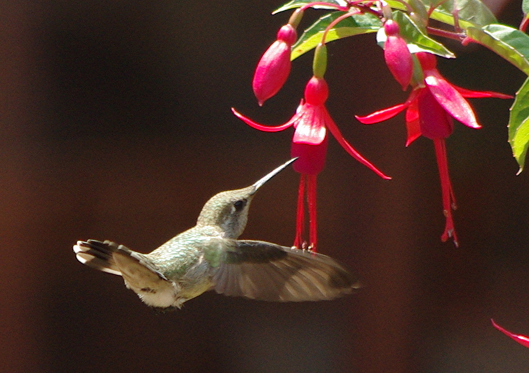 Kolibri im Anflug auf Fuchsia