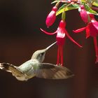 Kolibri im Anflug auf Fuchsia