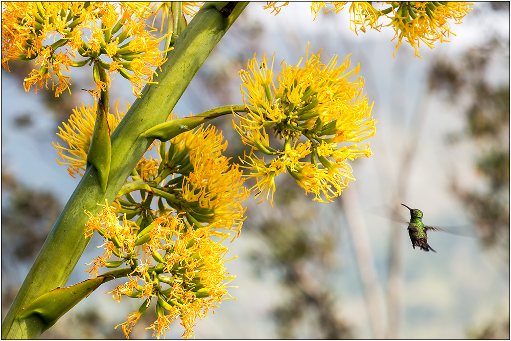 Kolibri im Anflug