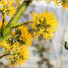 Kolibri im Anflug