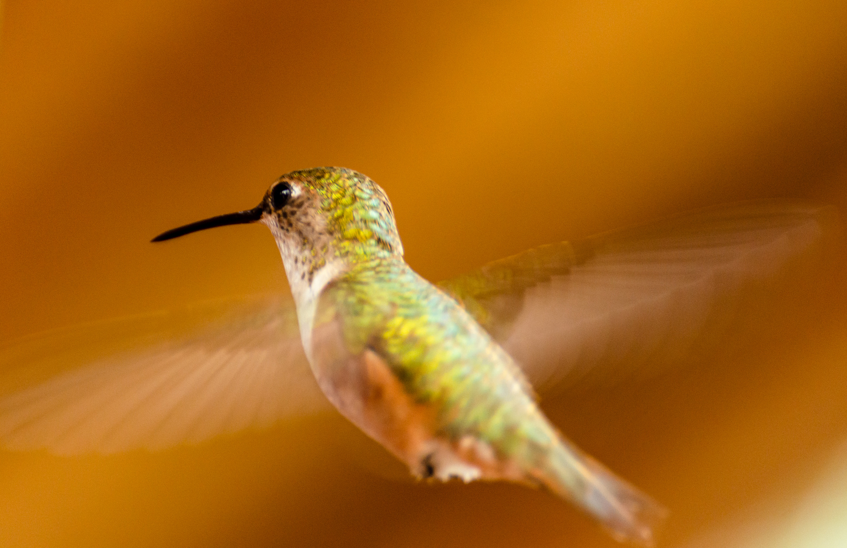 Kolibri im Anflug