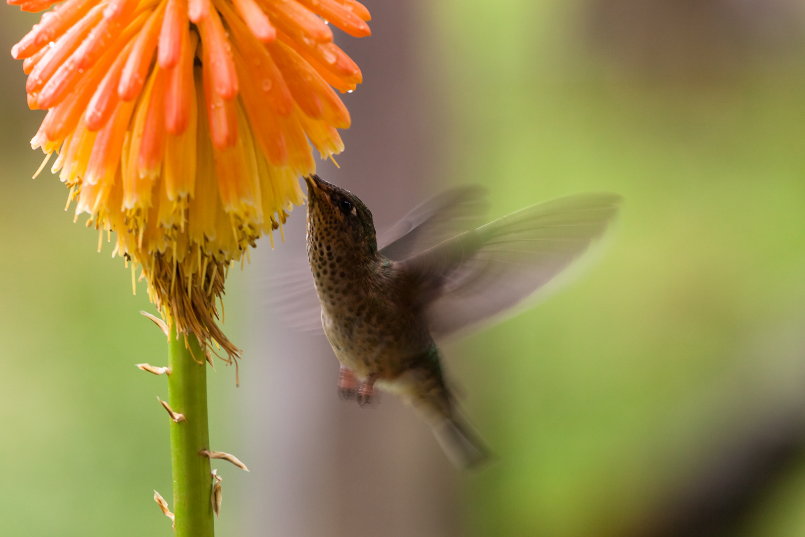 Kolibri im Anflug