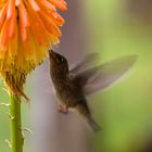 Kolibri im Anflug