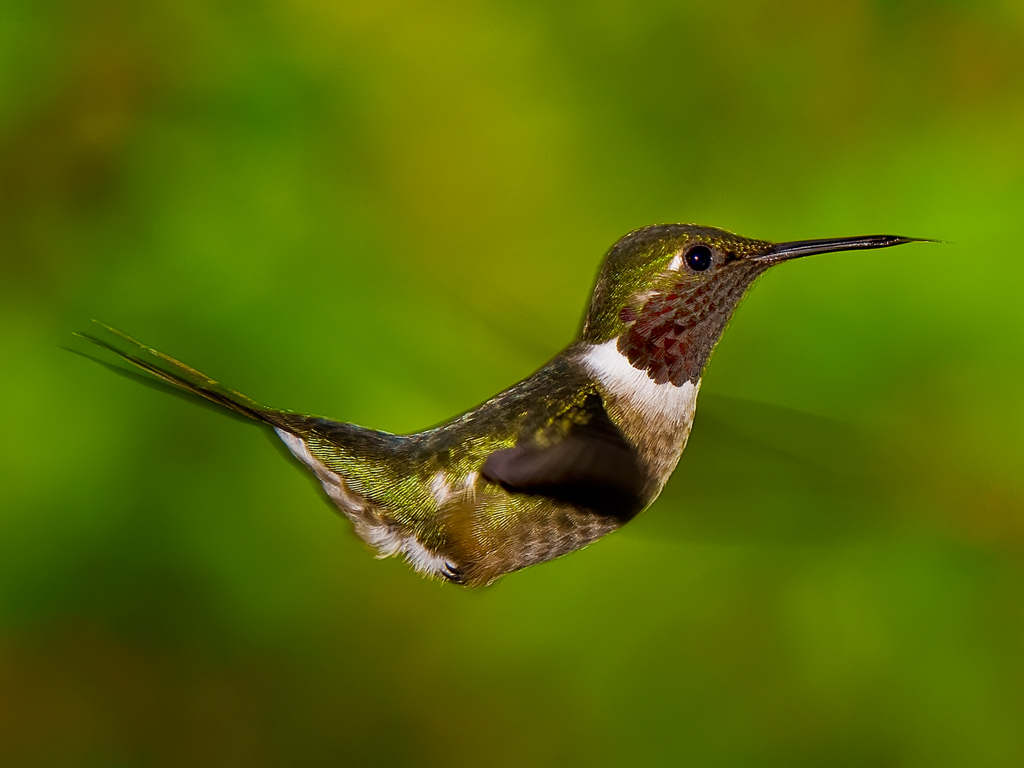 Kolibri im Anflug