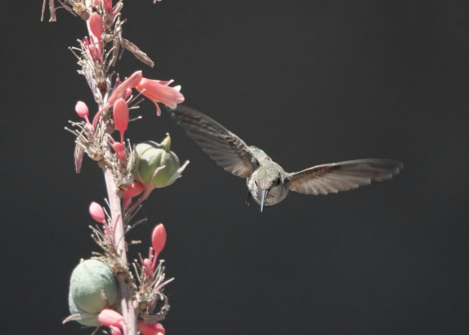 Kolibri im Anflug