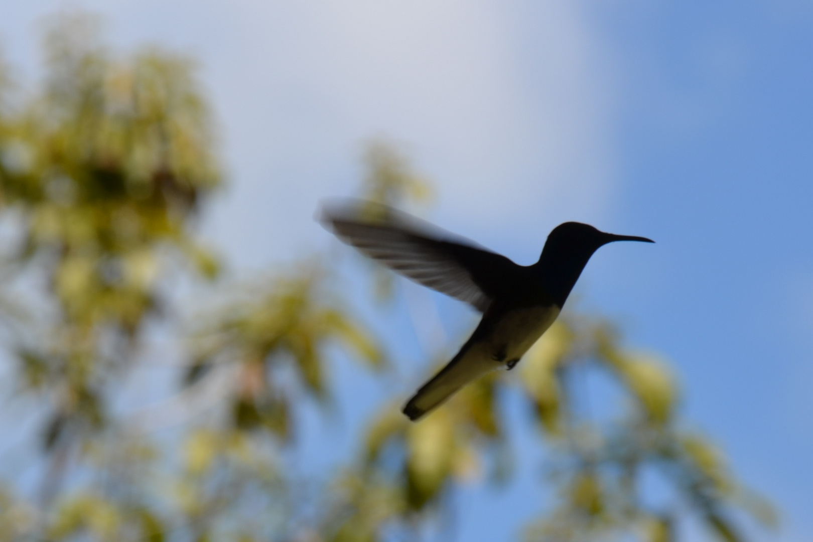 Kolibri im Anflug (SAS/2012)