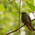 Kolibri im Berg-Regenwald - 1 -