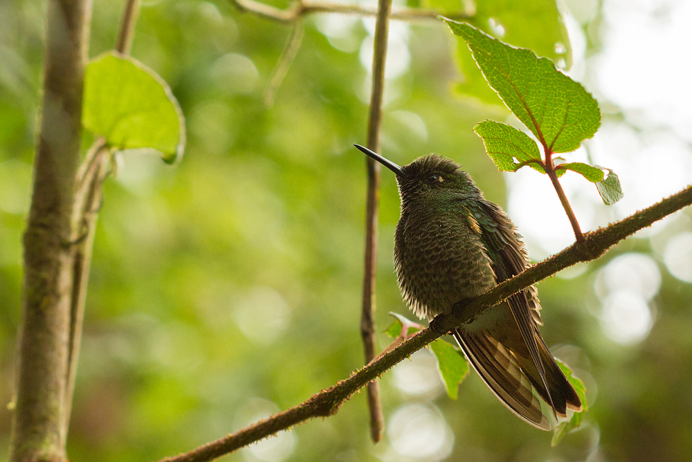 Kolibri im Berg-Regenwald - 1 -
