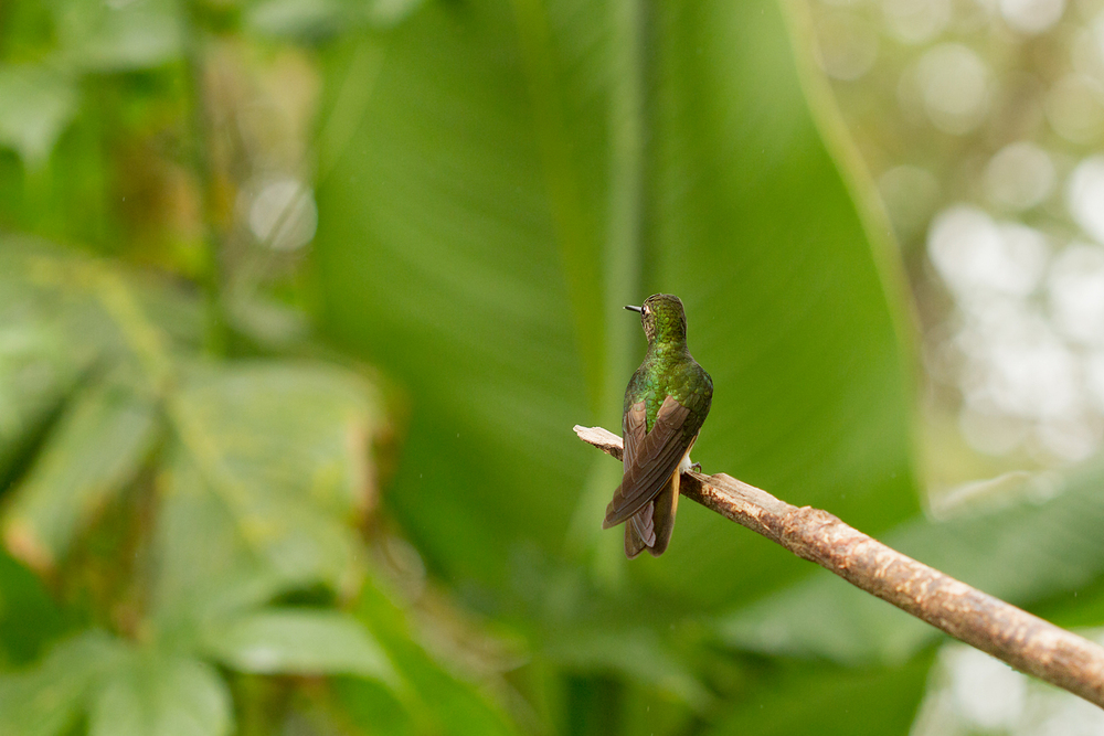 Kolibri im Berg-Regenwald - 2 -