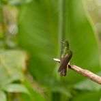 Kolibri im Berg-Regenwald - 2 -