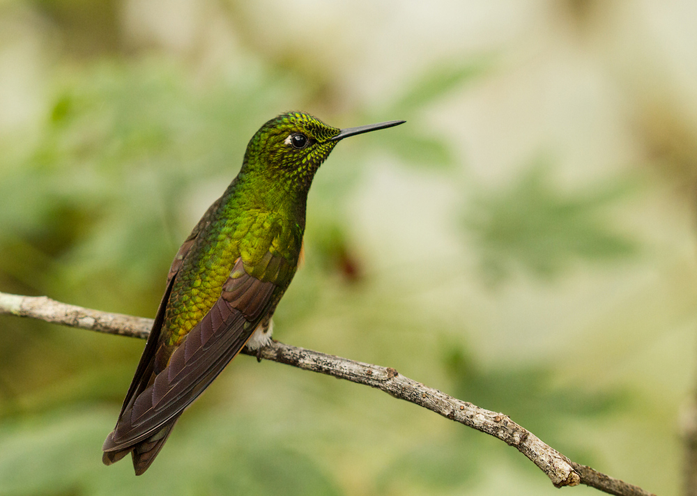 Kolibri im Berg-Regenwald - 3 -