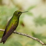 Kolibri im Berg-Regenwald - 3 -