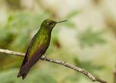 Kolibri im Berg-Regenwald - 3 -