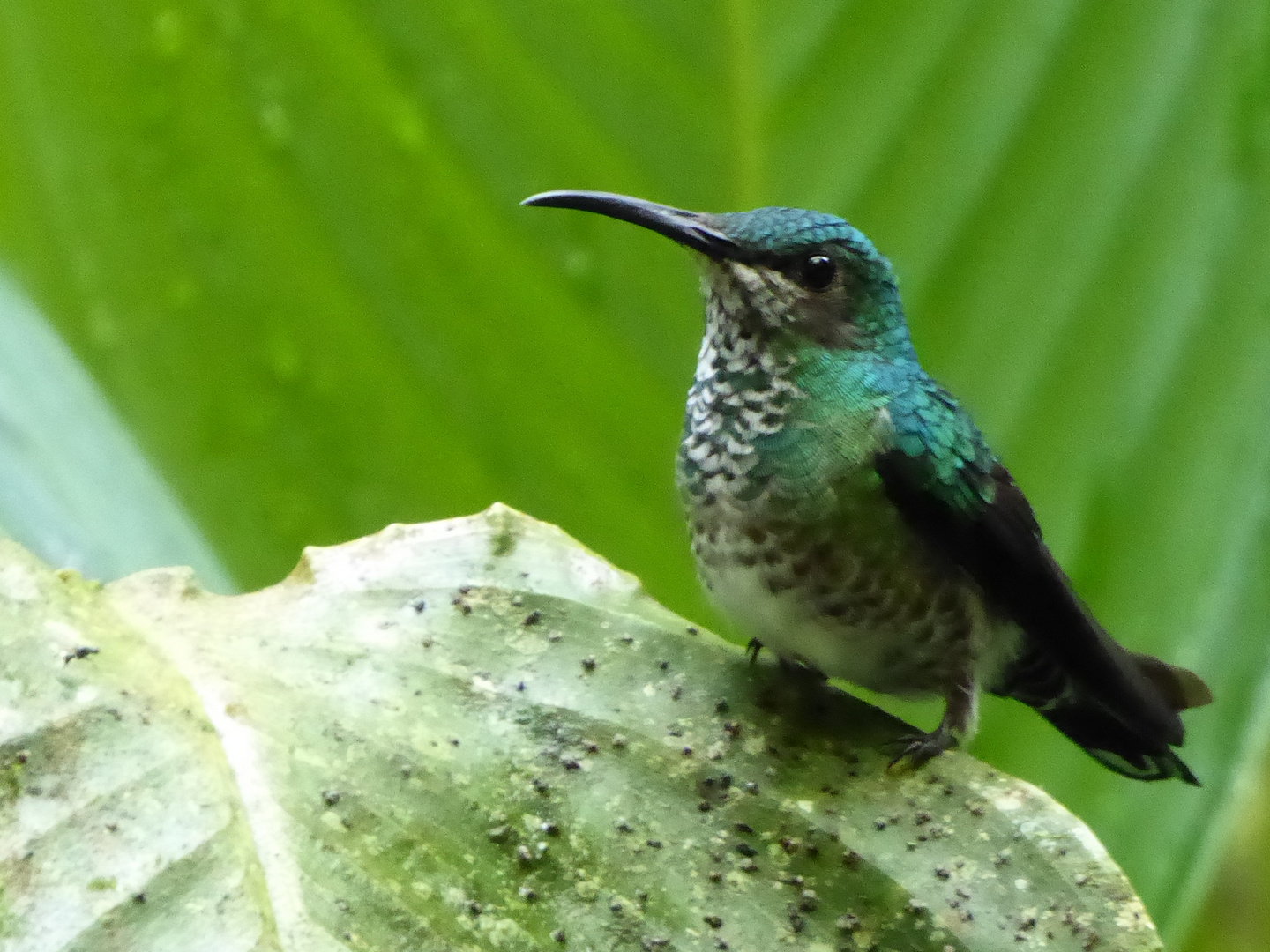 Kolibri im Bergnebelwald in Ecuador (1)