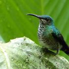 Kolibri im Bergnebelwald in Ecuador (1)