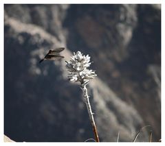 Kolibri im Colca-Canyon I