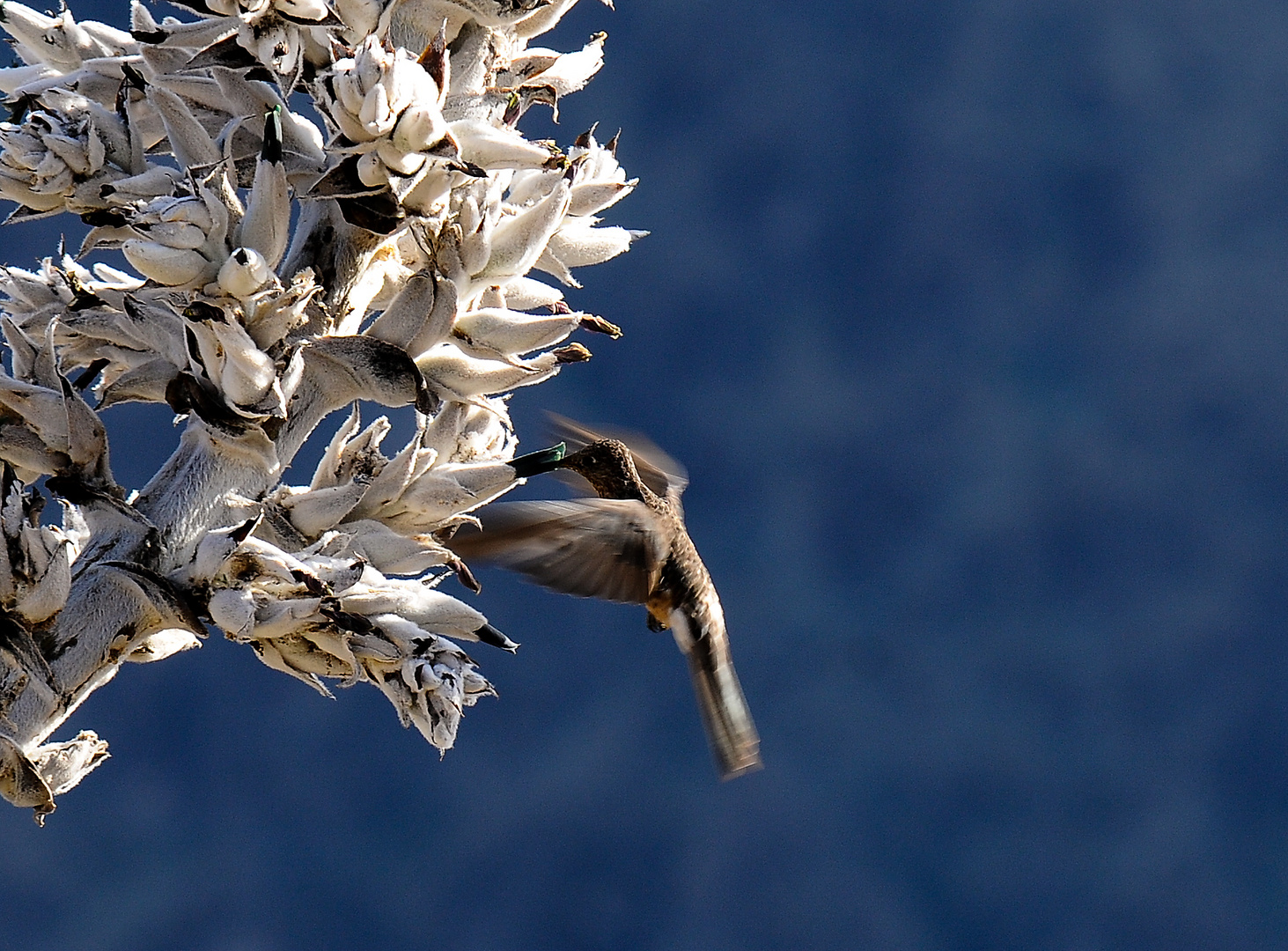 Kolibri im Colca-Tal Peru