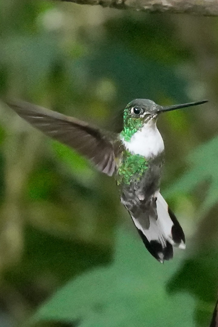 Kolibri im Flug 