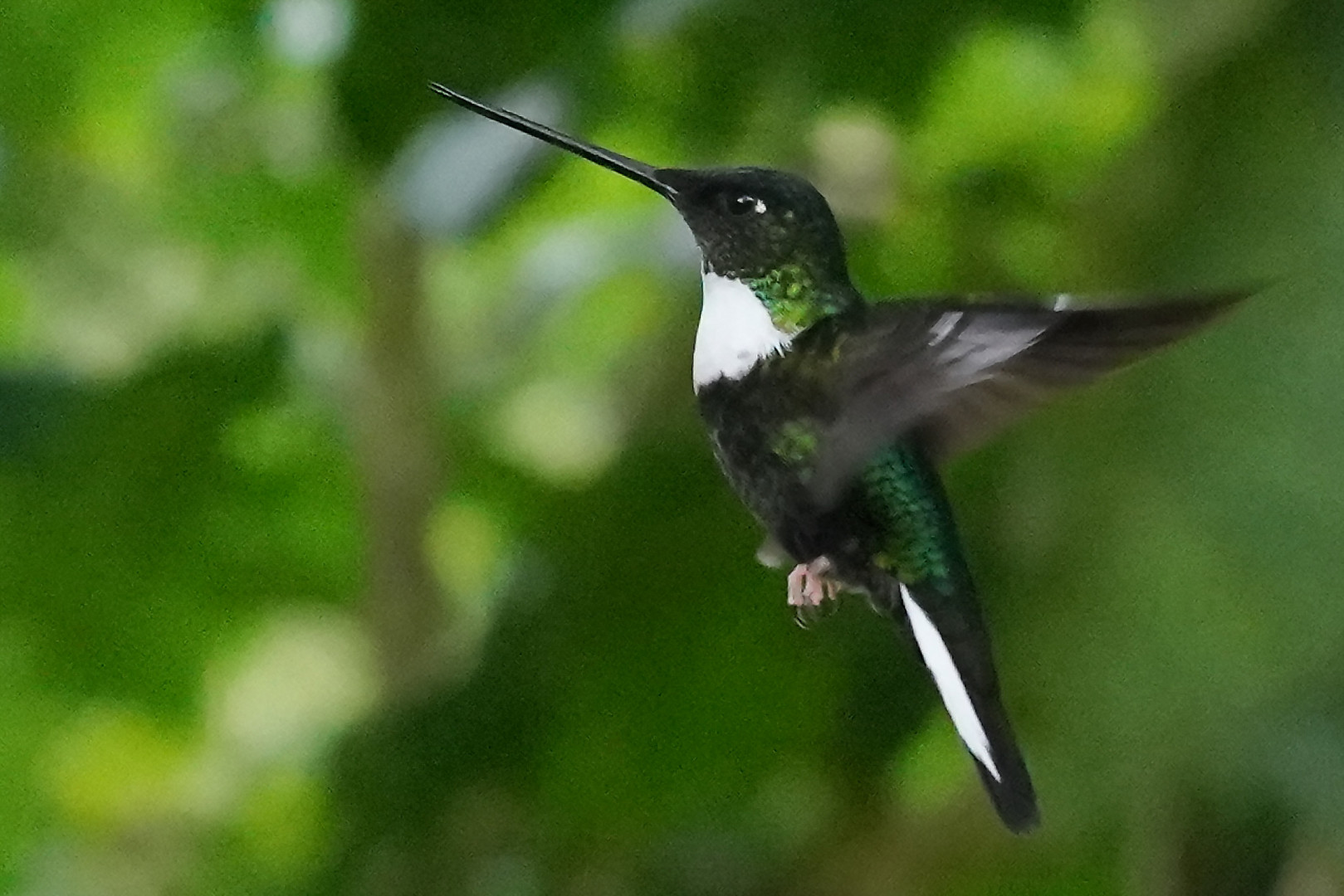 Kolibri im Flug 