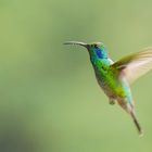 Kolibri im Flug