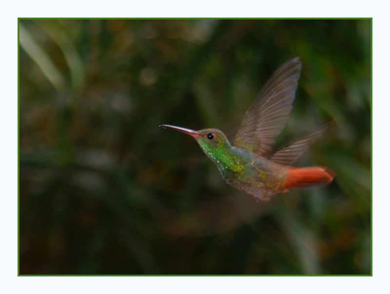 Kolibri im Flug
