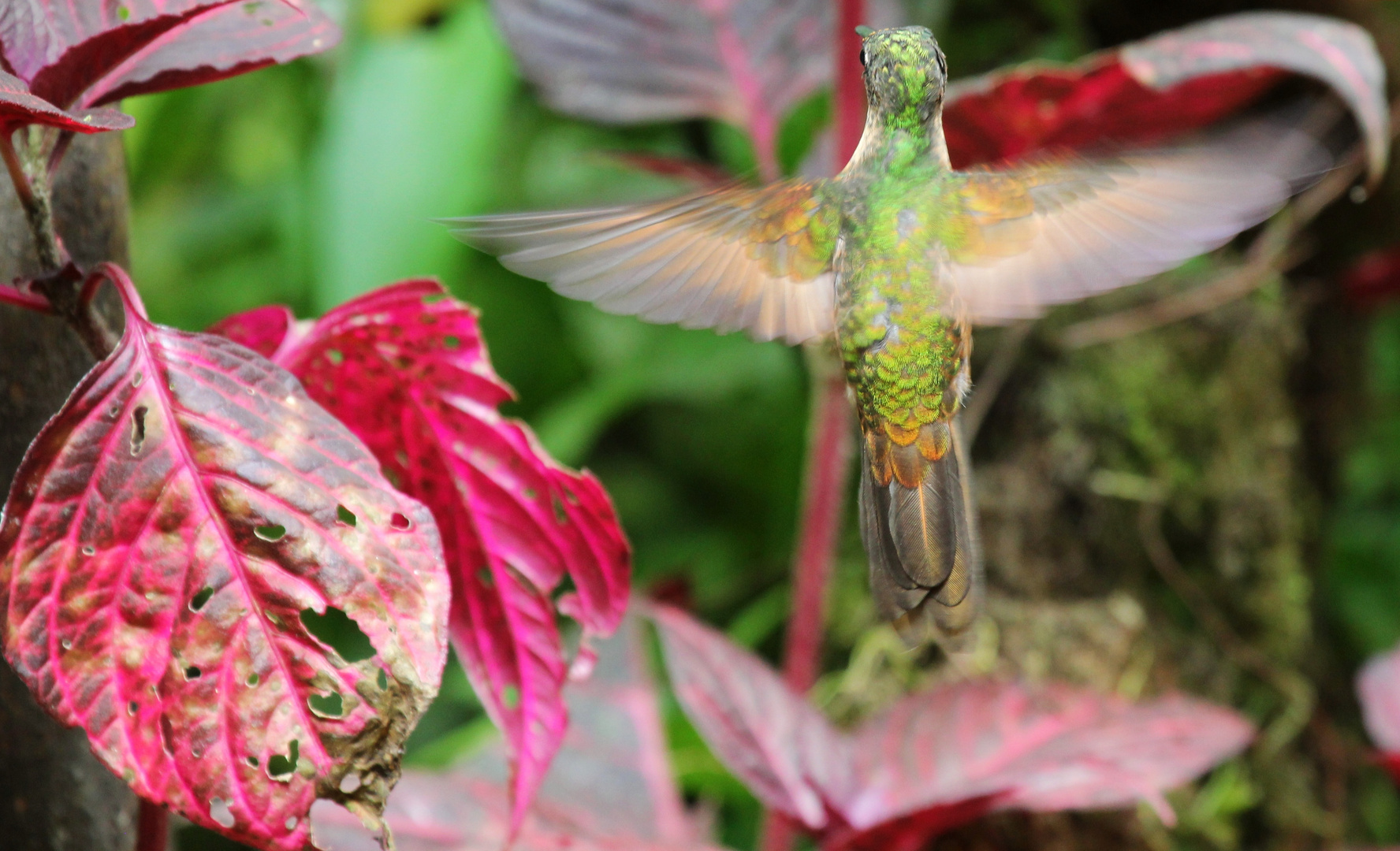 Kolibri im Flug