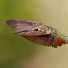 Kolibri im Flug