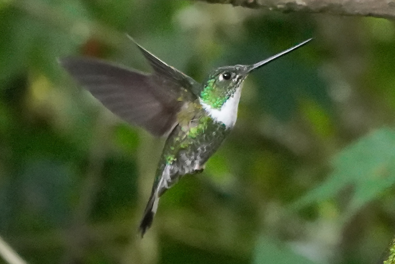 Kolibri im Flug