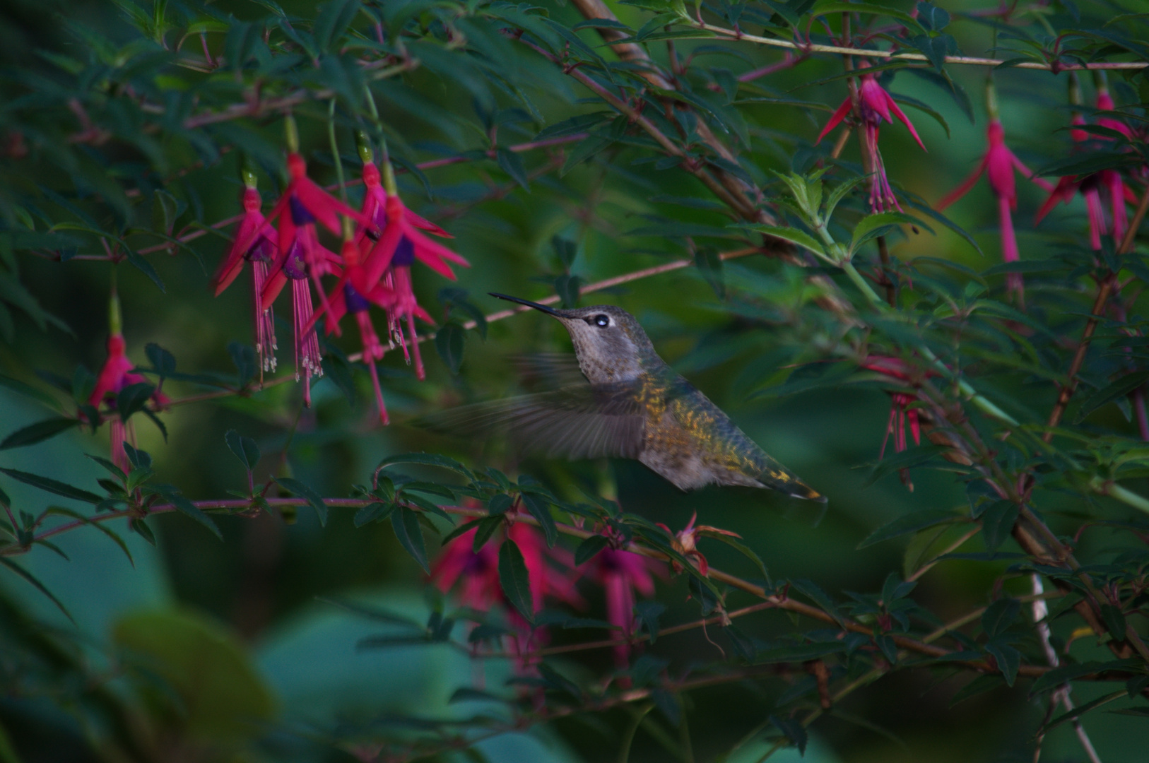 Kolibri im Flug