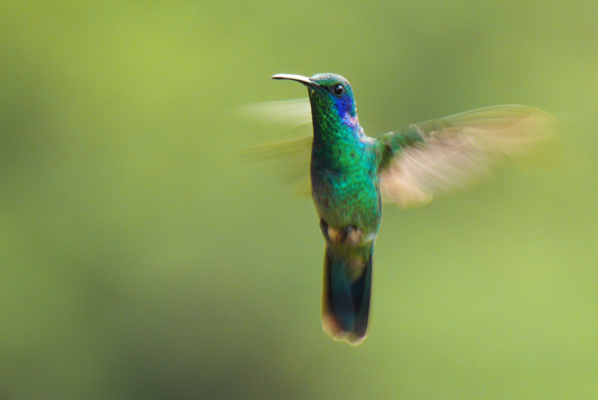 Kolibri im Flug