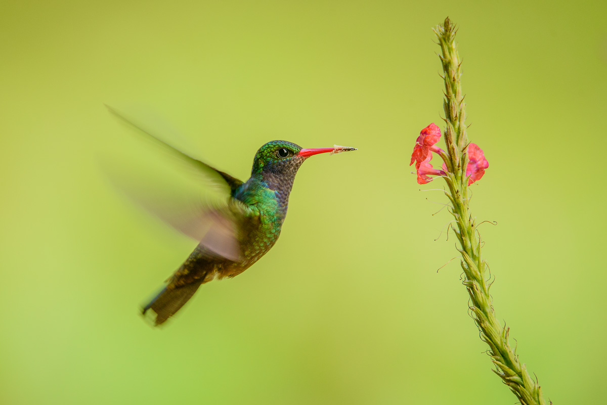 Kolibri im Flug