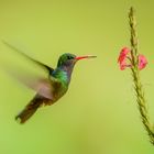 Kolibri im Flug