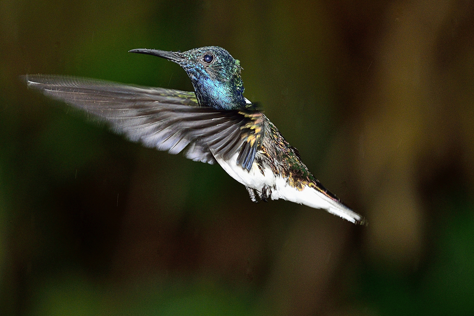 Kolibri im Flug