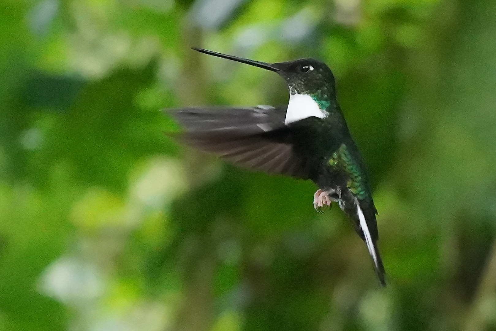 Kolibri im Flug 