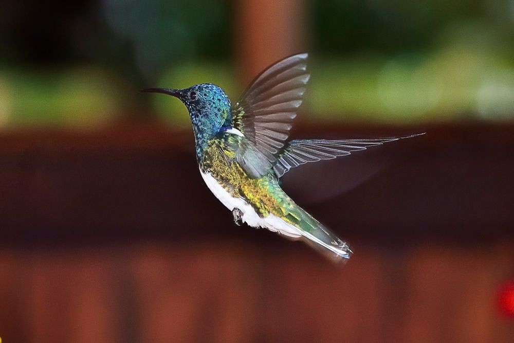 Kolibri im Flug