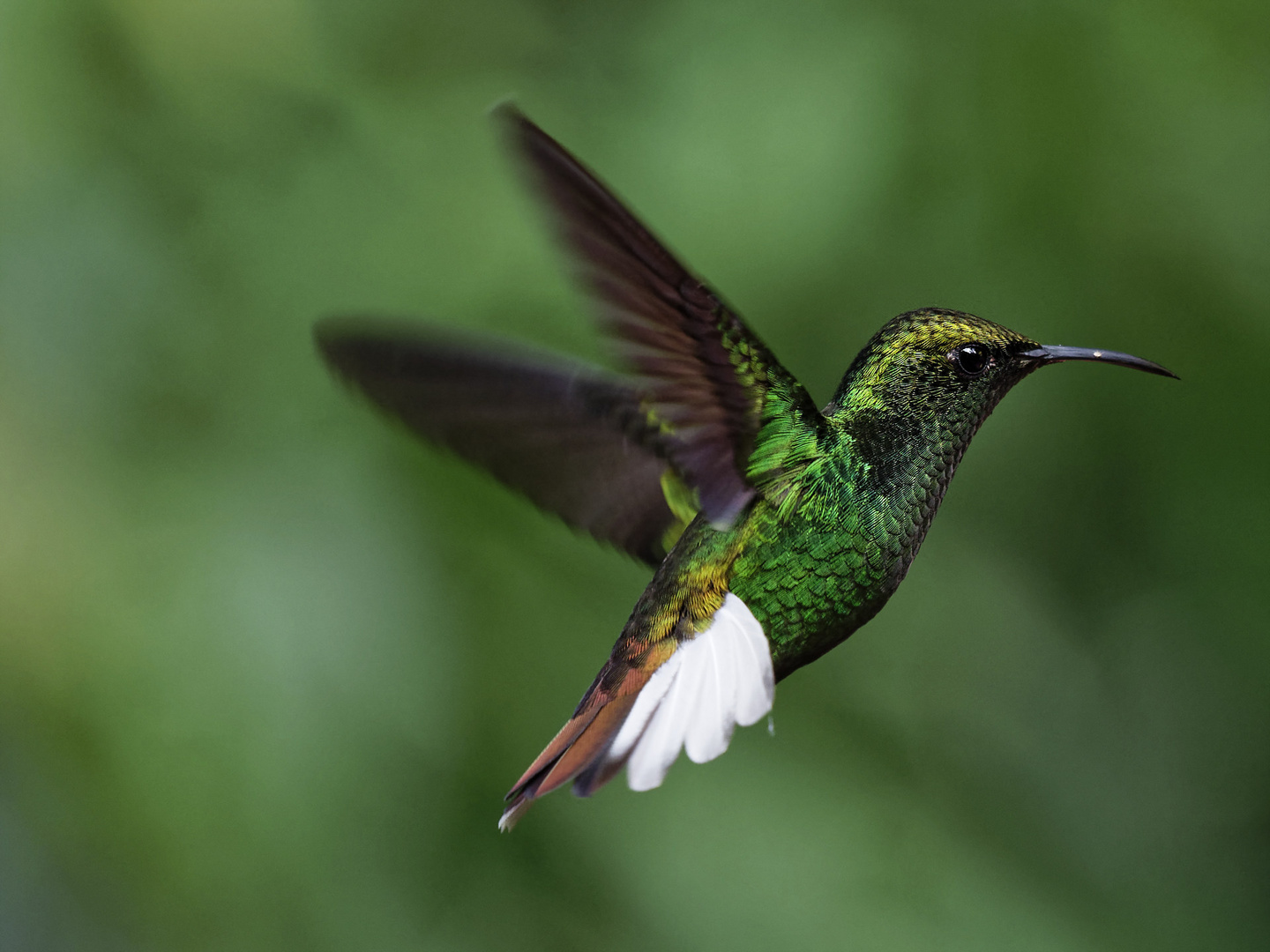 Kolibri im Flug 