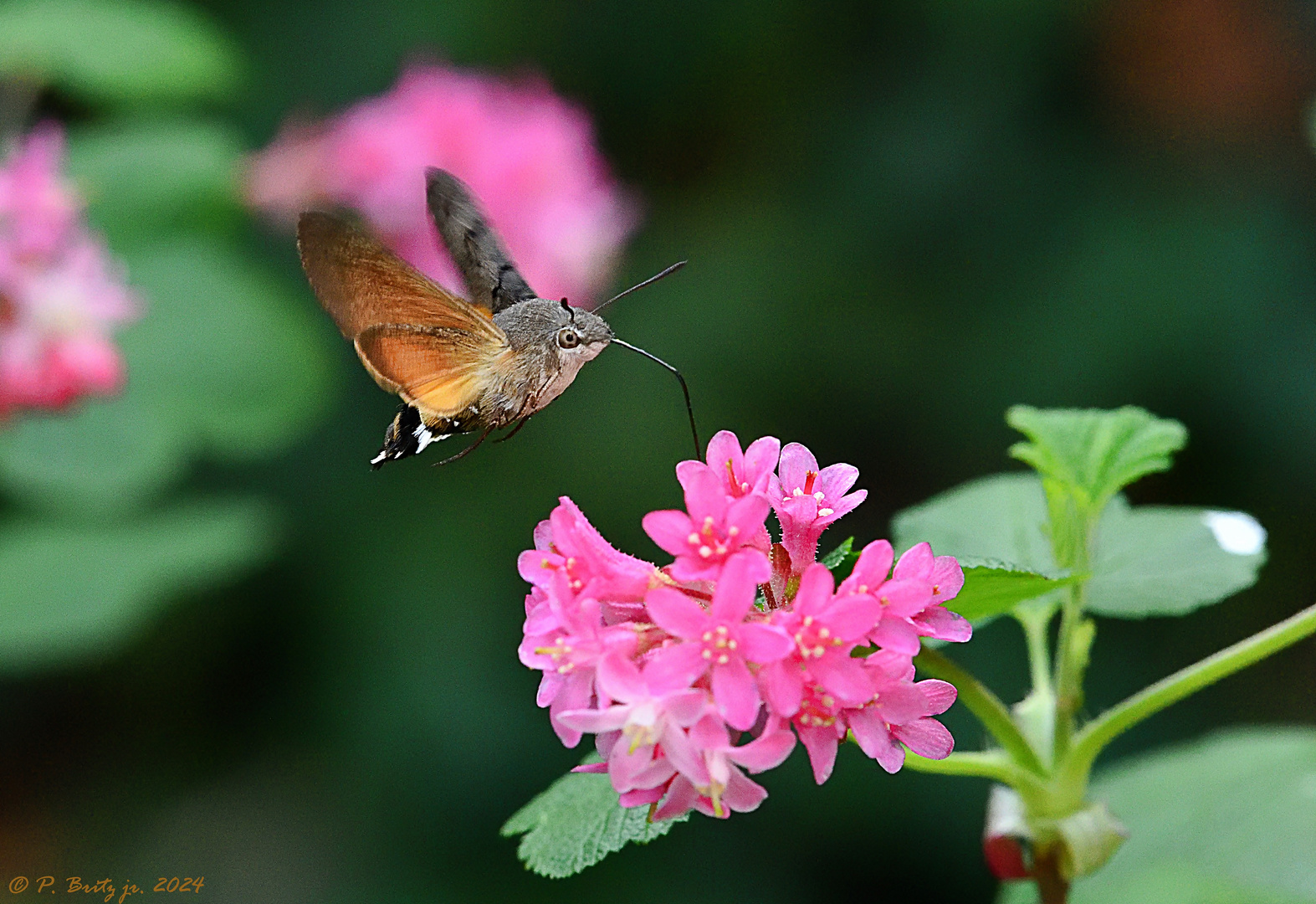 Kolibri im Garten