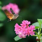 Kolibri im Garten