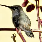 Kolibri im Hotelgarten