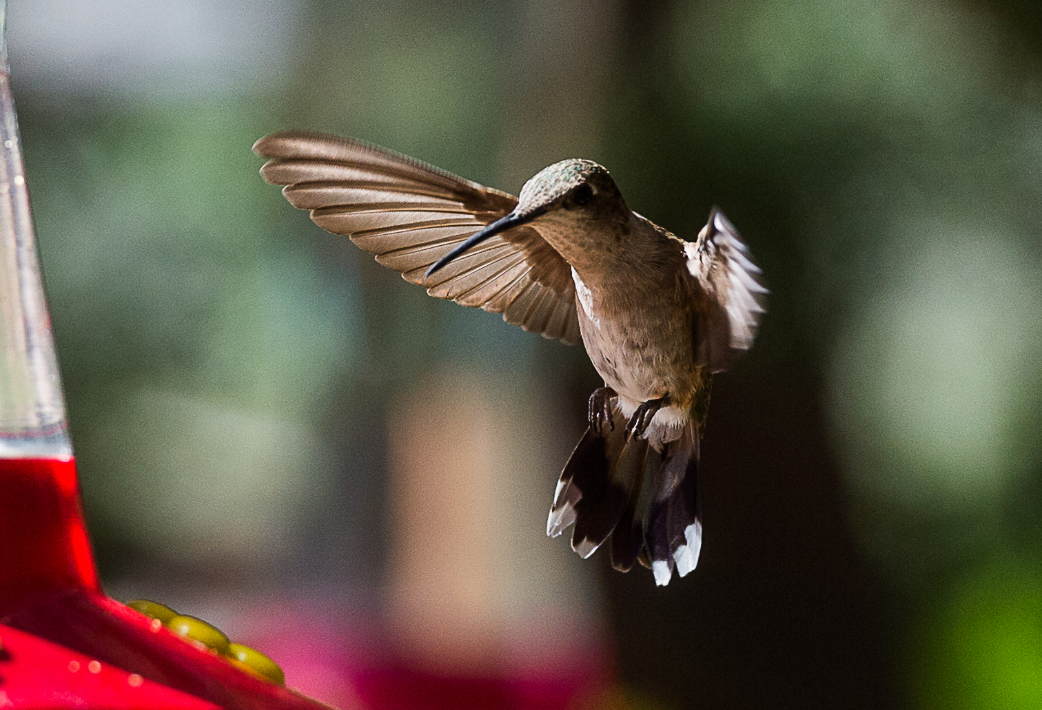 Kolibri im Landeanflug