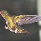 Kolibri im Landeanflug