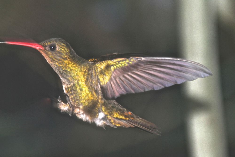 Kolibri im Landeanflug