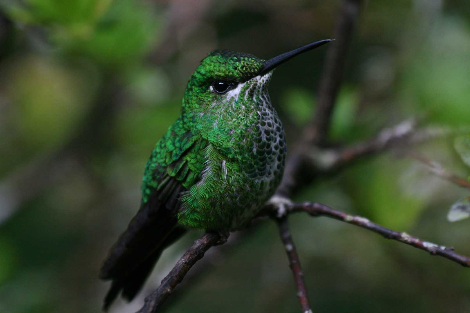 Kolibri im Monteverde Nebelwaldreservat